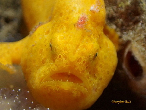 Hay I'm gonna get you.  Painted Frogfish by Marylin Batt 